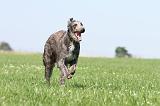 DEERHOUND 015